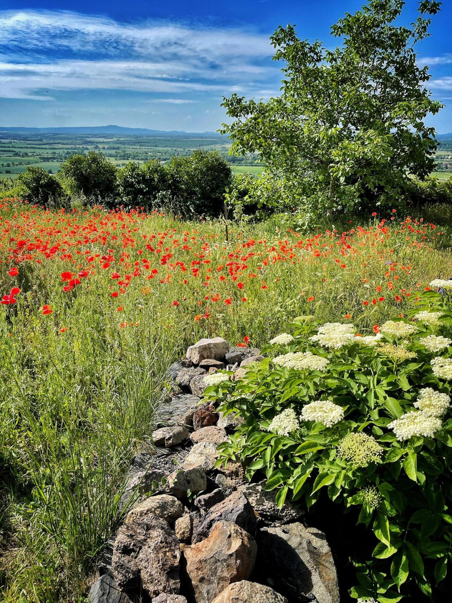 Somlo Wineshop Guesthouse Somlovasarhely Екстериор снимка